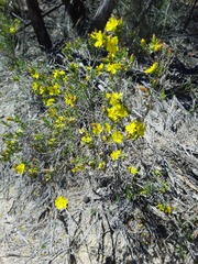 Hibbertia virgata