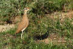 Cursorius somalensis