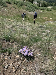 Erigeron pinnatisectus