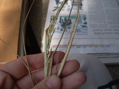 Setaria geminata