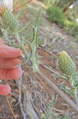 Cirsium tracyi