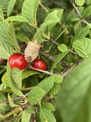 Pentatoma semiannulata