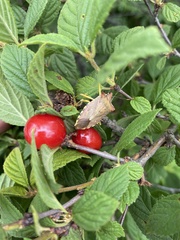 Pentatoma semiannulata