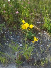 Hieracium umbellatum