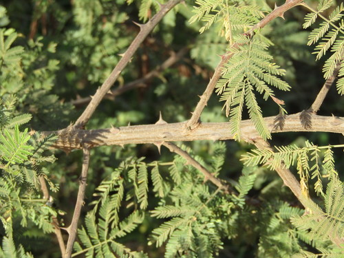 Jurema (Mimosa tenuiflora)