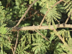 Mimosa tenuiflora