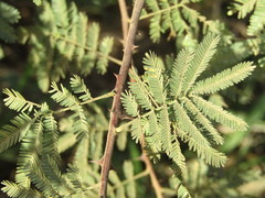 Mimosa tenuiflora
