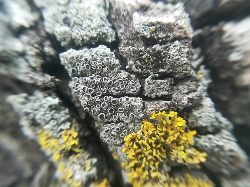 Hyperphyscia syncolla image