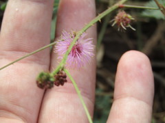 Mimosa candollei