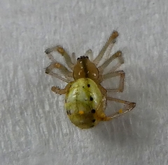 Arachnida