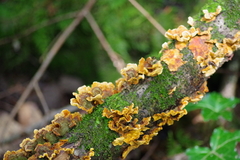 Stereum insignitum