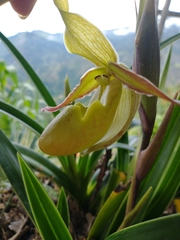 Lorifolia