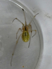Arachnida
