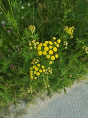 Tanacetum vulgare