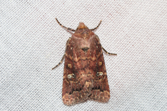 Pseudorthodes irrorata