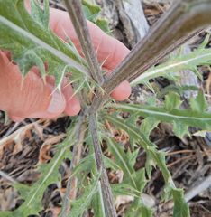 Cirsium tracyi