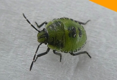 Palomena prasina