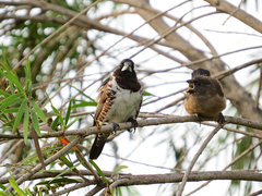 Spermestes cucullata