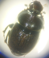 Onthophagus opacicollis