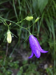 Campanula martinii