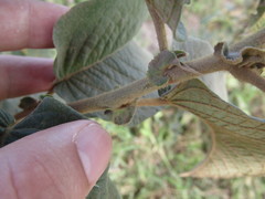 Croton blanchetianus
