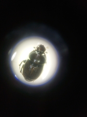 Onthophagus opacicollis
