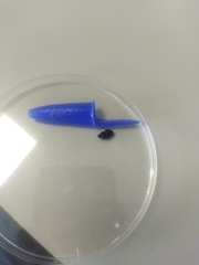 Onthophagus opacicollis
