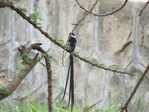 Pin-tailed Whydah