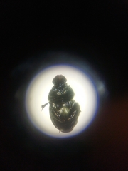 Onthophagus opacicollis