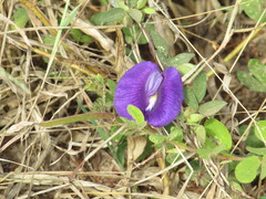 Centrosema brasilianum