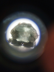 Onthophagus opacicollis