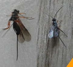 Insecta