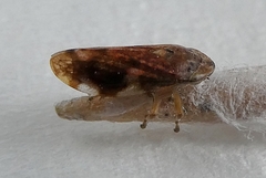 Insecta