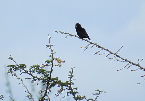 Village Indigobird