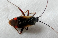 Miridae