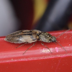 Stropenron hieroglyphica