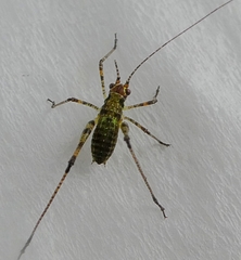 Ensifera
