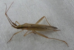 Miridae