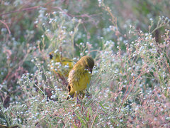 Crithagra citrinelloides