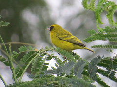 Crithagra citrinelloides