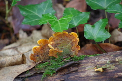 Stereum insignitum