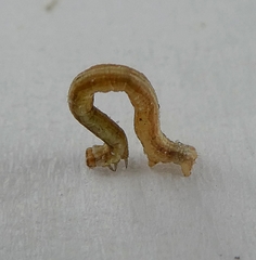 Insecta
