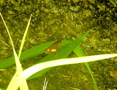 Oriens paragola