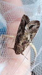 Spodoptera cosmioides