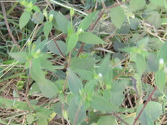 Blainvillea gayana