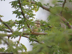 Crithagra reichenowi