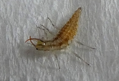 Insecta