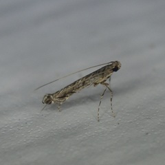 Neurobathra strigifinitella
