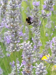 Bombus terrestris