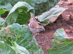 Crithagra reichenowi